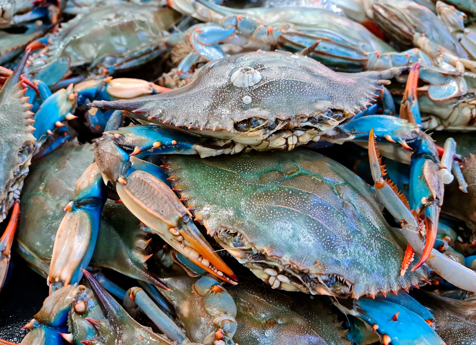 blue crab