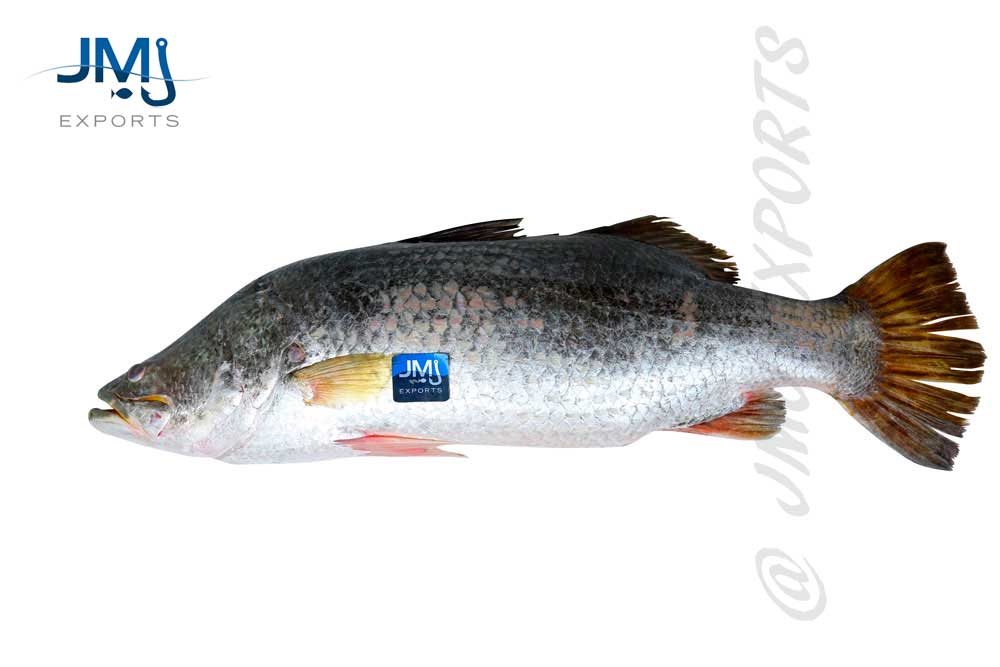 sea bass