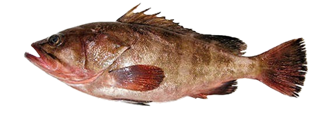 reef cod