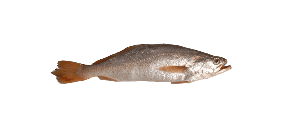 silver croaker