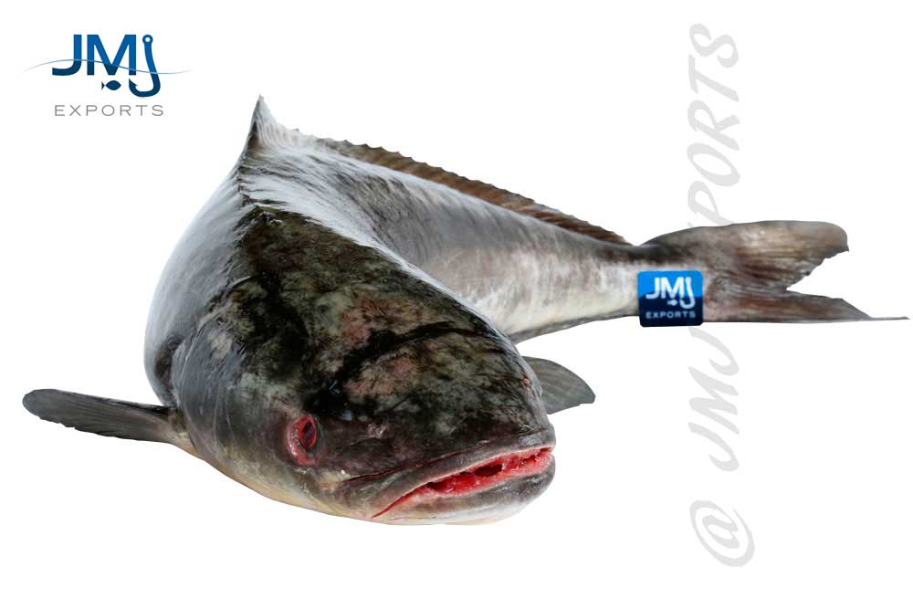 cobia