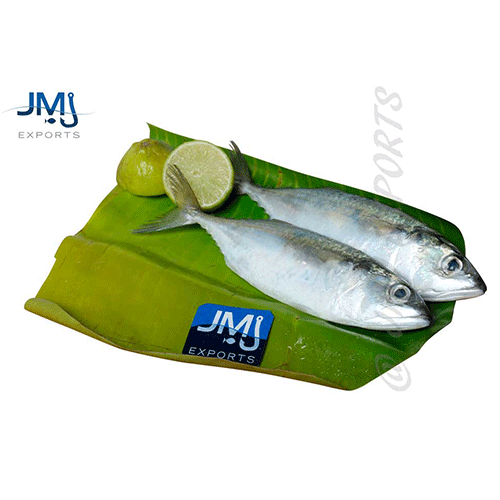 indian mackerel