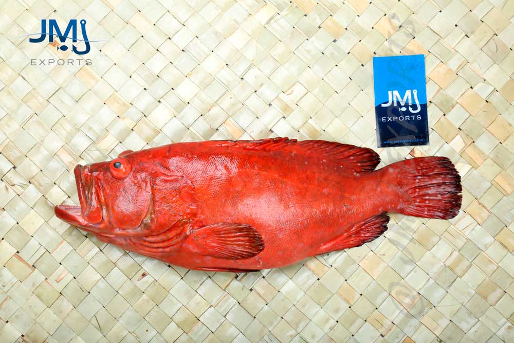 red grouper