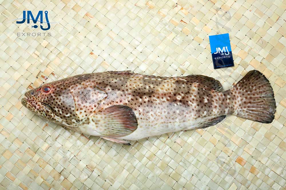 spotted grouper