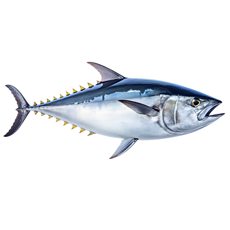 tuna fish